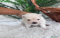 Pomerania perros en venta: POMERANIA HEMBRA - Imagen 2