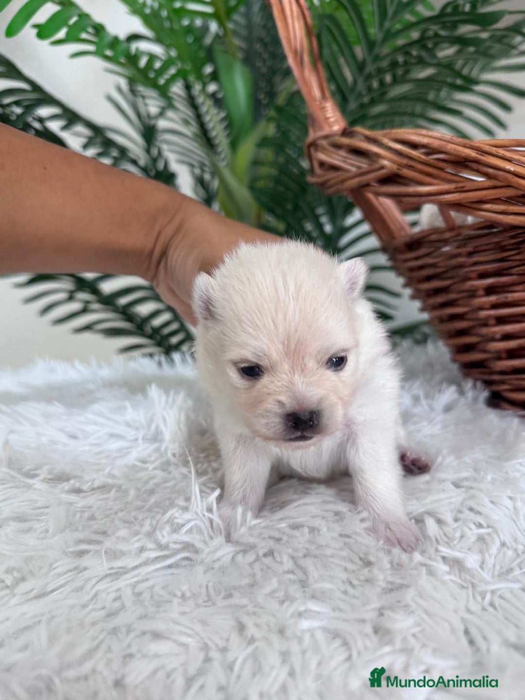 Pomerania perros en venta: POMERANIA HEMBRA - Imagen 2