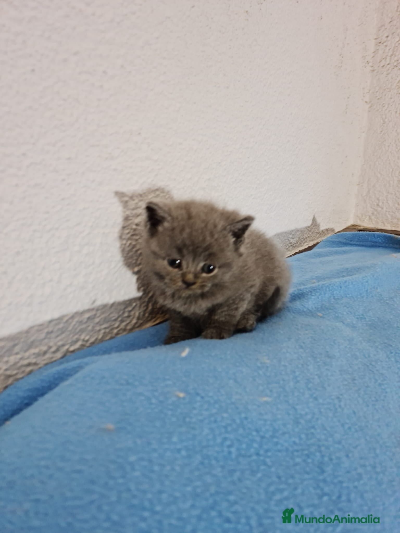 Británico de Pelo Corto Azul gatos Brithis - Anuncio 1