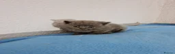 Británico de Pelo Corto Azul gatos en venta: Brithis - Anuncio 1