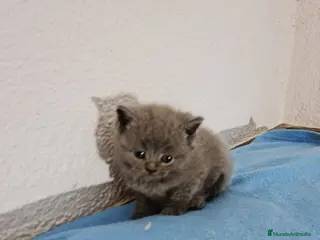 Británico de Pelo Corto Azul gatos Brithis - Anuncio 1