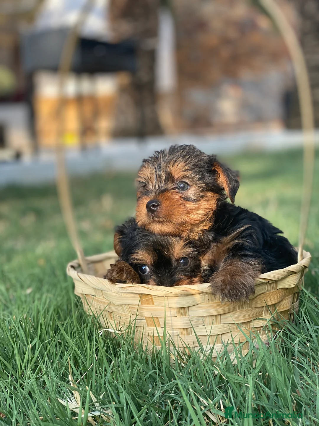 Yorkshire Terrier perros en venta: Yorkshire miniatura !  en Ciudad Real - Anuncio 4