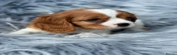 Cavalier King Charles Spaniel perros en venta: Cavalier precioso - Anuncio 2