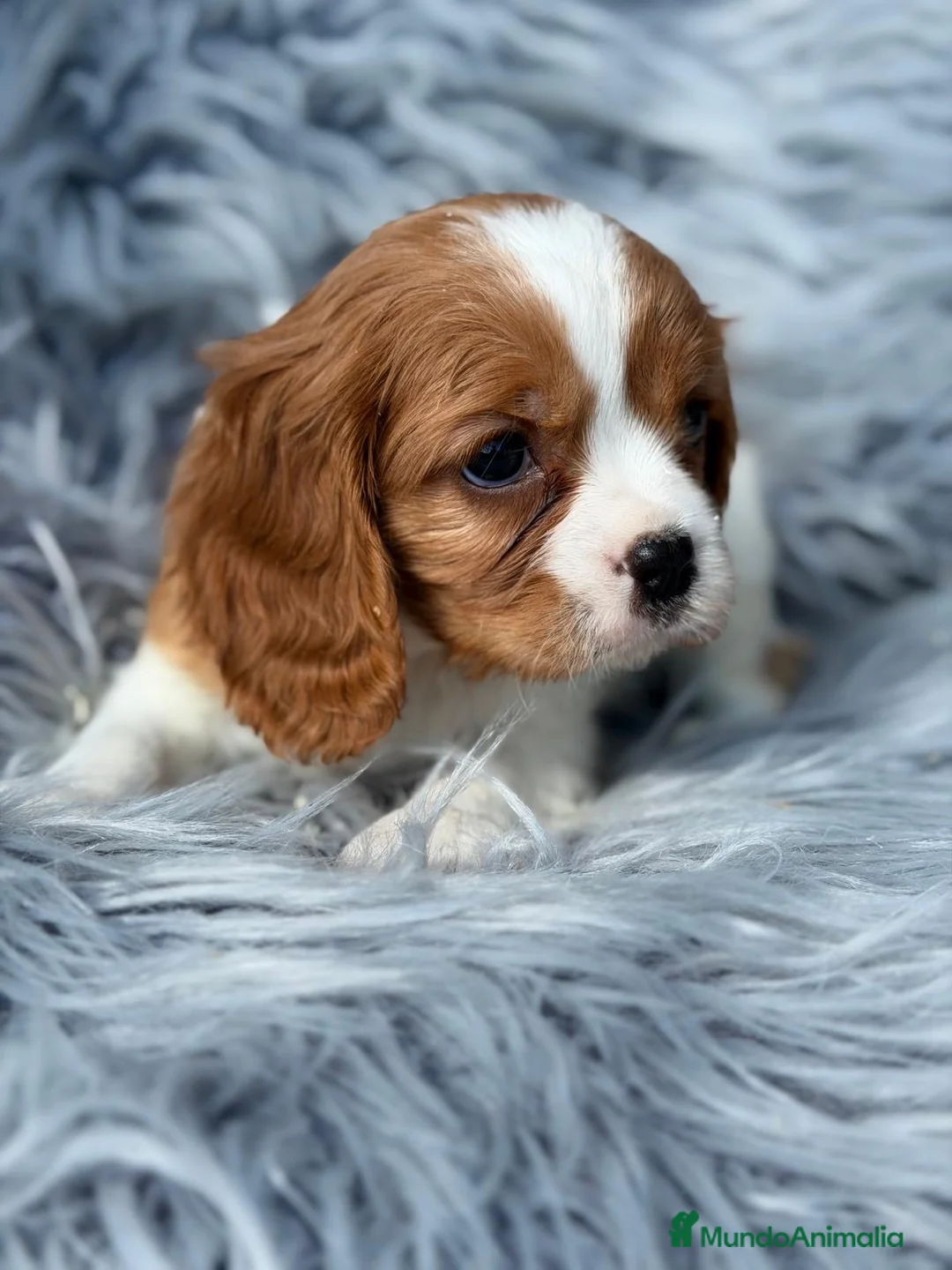 Cavalier King Charles Spaniel perros en venta: Cavalier precioso - Anuncio 2