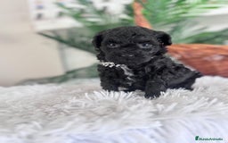 Caniche Toy perros en venta: CANICHE TOY MACHO - Anuncio 12