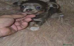 Chihuahua perros en venta: Chihuahua lilac ruso pelo largo  - Imagen 5