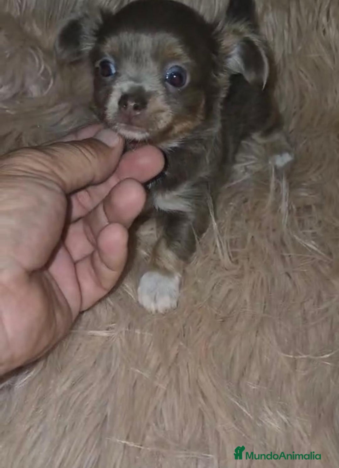 Chihuahua perros en venta: Chihuahua lilac ruso pelo largo  - Imagen 5
