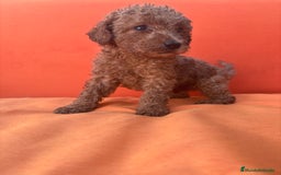 Caniche Enano perros en venta: Caniche enano pequeño  - Imagen 19