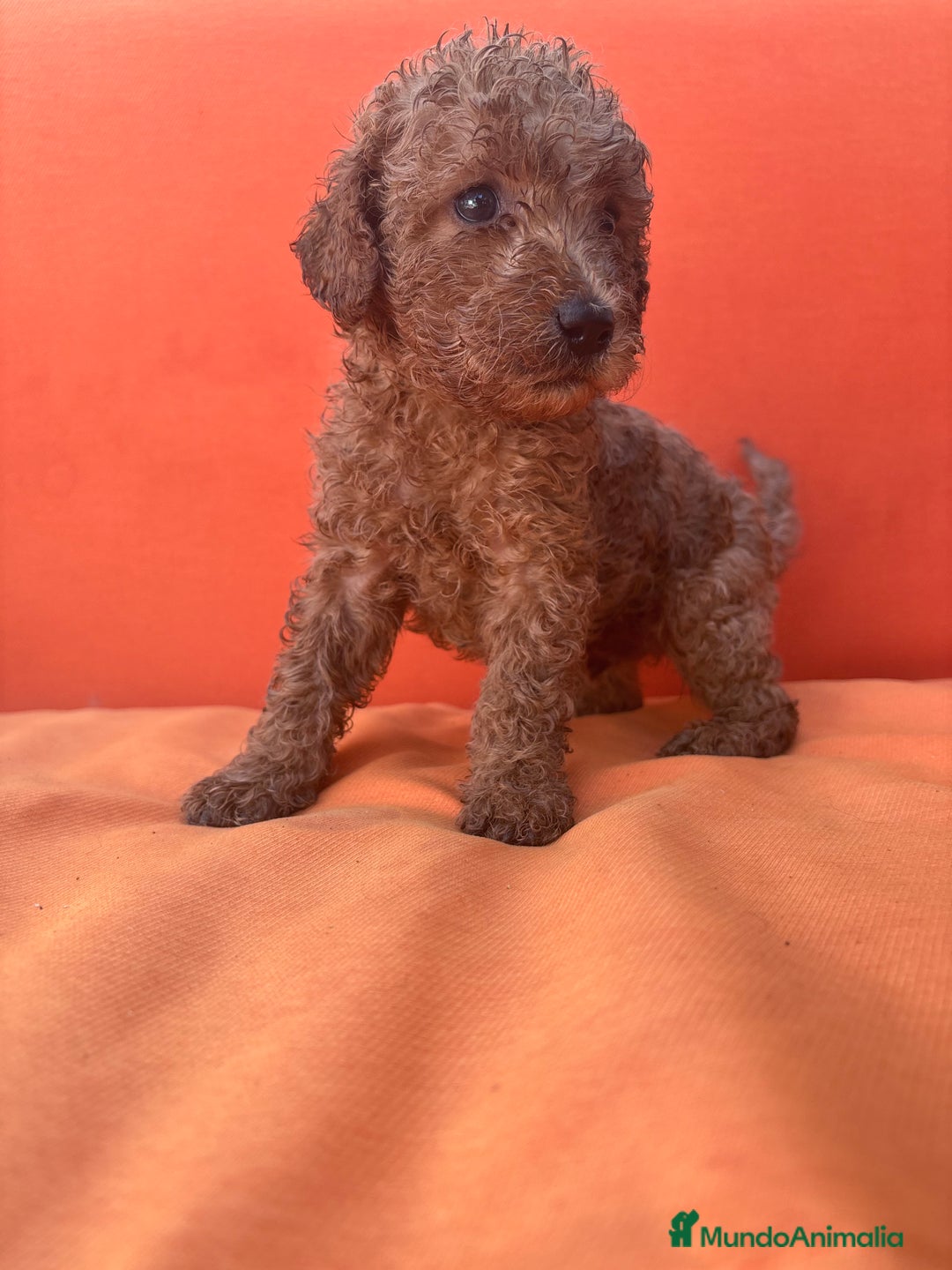Caniche Enano perros en venta: Caniche enano pequeño  - Imagen 19