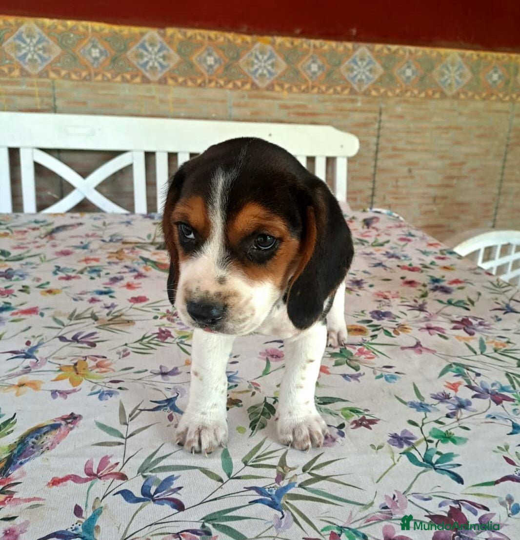 Beagle perros Beagle linea Inglesa - Anuncio 1