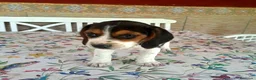 Beagle perros en venta: Beagle linea Inglesa - Anuncio 3