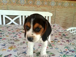 Beagle perros Beagle linea Inglesa - Anuncio 1