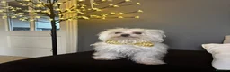Bichón Maltés perros en venta: precioso bichon maltes - Anuncio 1