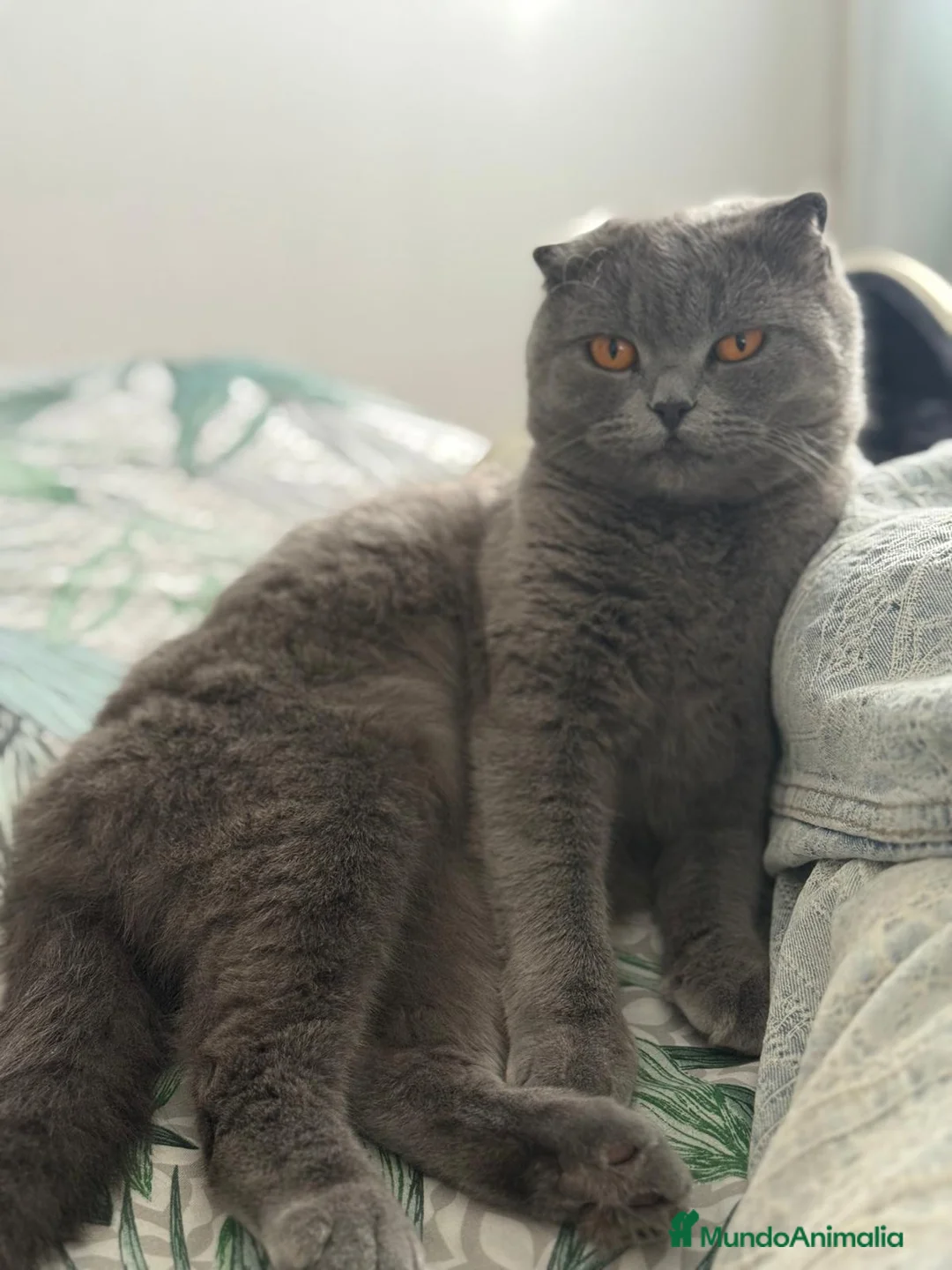 Scottish Fold gatos en venta: scottish fold - Anuncio 2