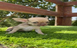 Chihuahua perros en venta: CHIHUAHUA MACHO - Imagen 10
