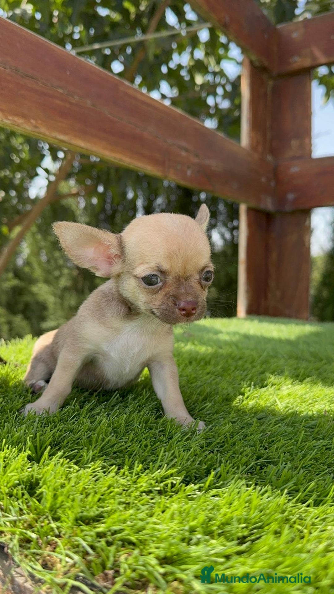 Chihuahua perros en venta: CHIHUAHUA MACHO - Imagen 10