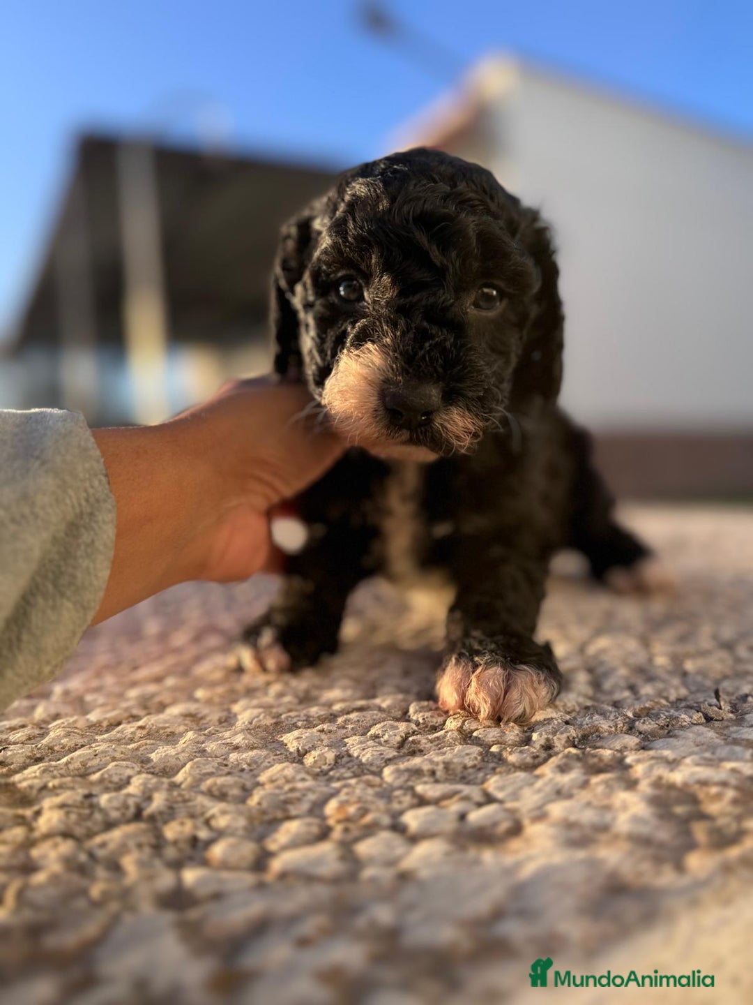 Perro de Agua Español perros en venta: PERRO DE AGUA HEMBRA RABONA - Anuncio 11