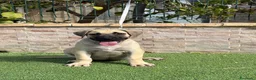 Presa Canario perros en venta: Cachorro presa canario  - Anuncio 4