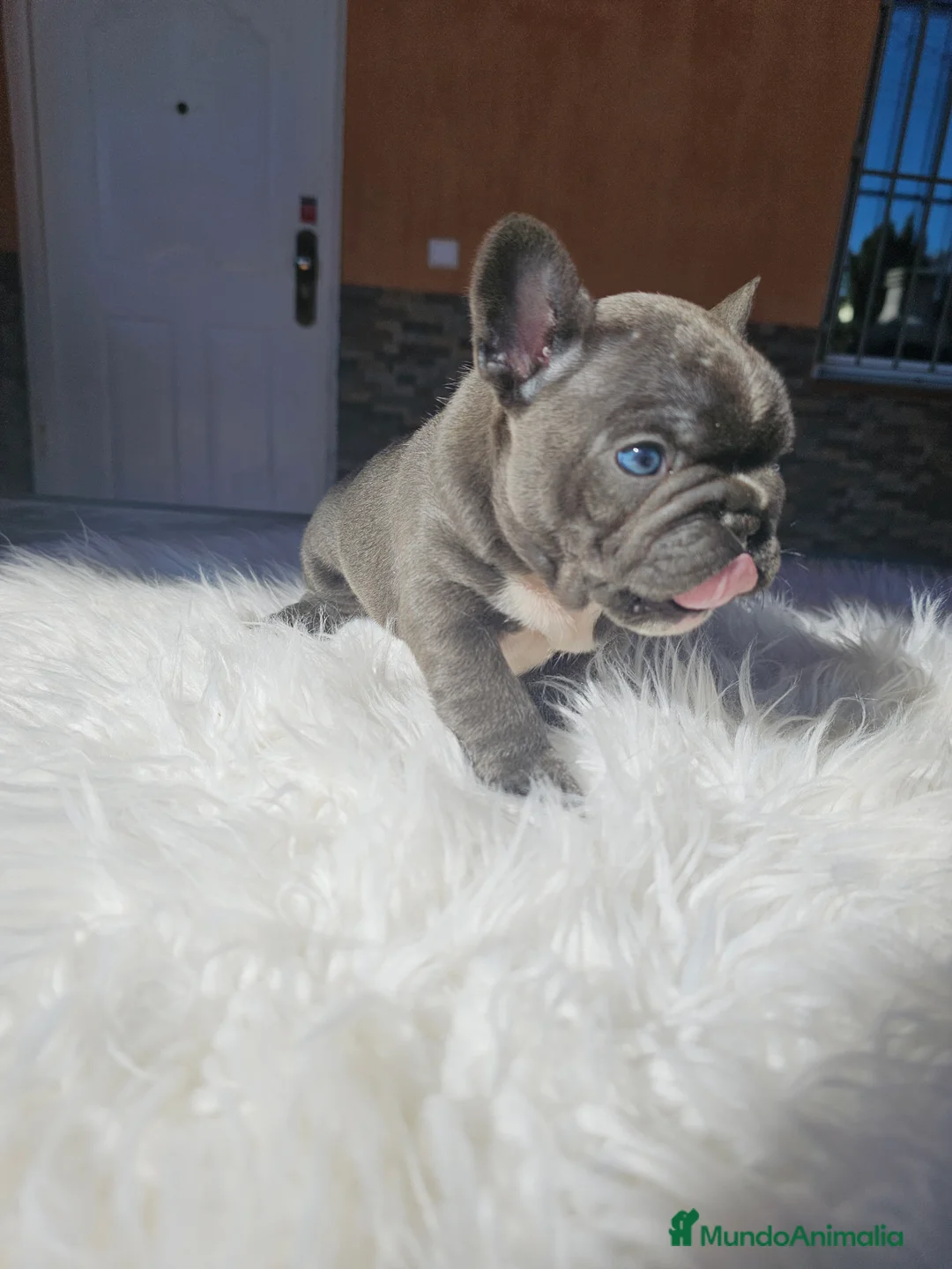 Bulldog Francés perros en venta: Bulldog francés exoticos - Anuncio 4