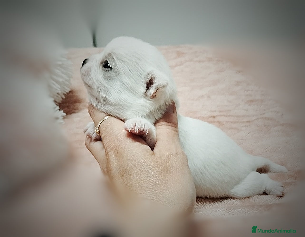 Chihuahua perros Chihuahua hembra en Sevilla - Anuncio 37