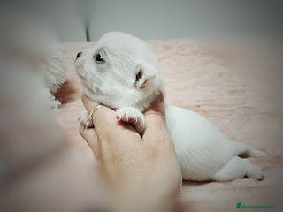 Chihuahua perros Chihuahua hembra en Sevilla - Anuncio 29