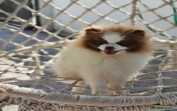 Pomerania perros en venta: Pomerania hembra excelente pedigree  - Imagen 4