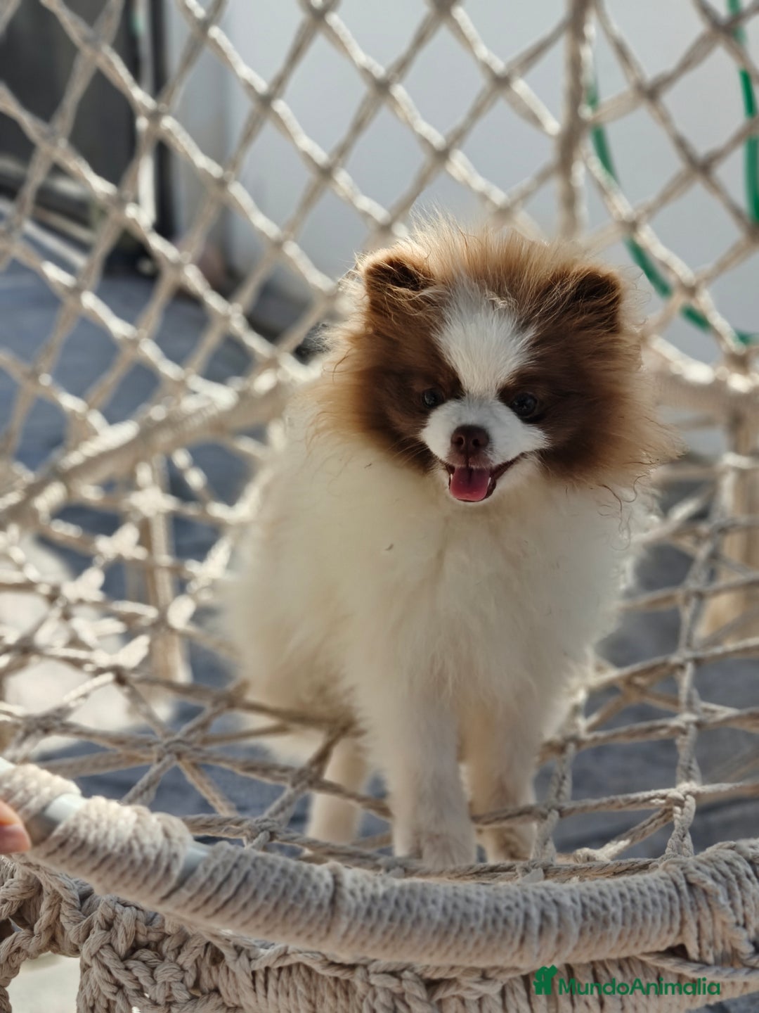 Pomerania perros en venta: Pomerania hembra excelente pedigree  - Imagen 4