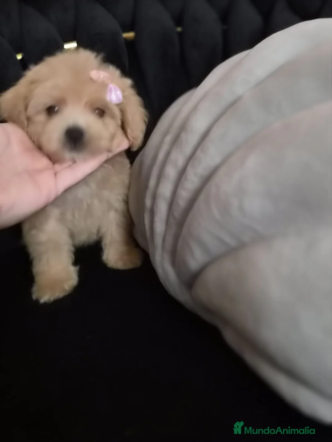 Maltipoo perros en venta: Maltipoo machos  - Anuncio 12