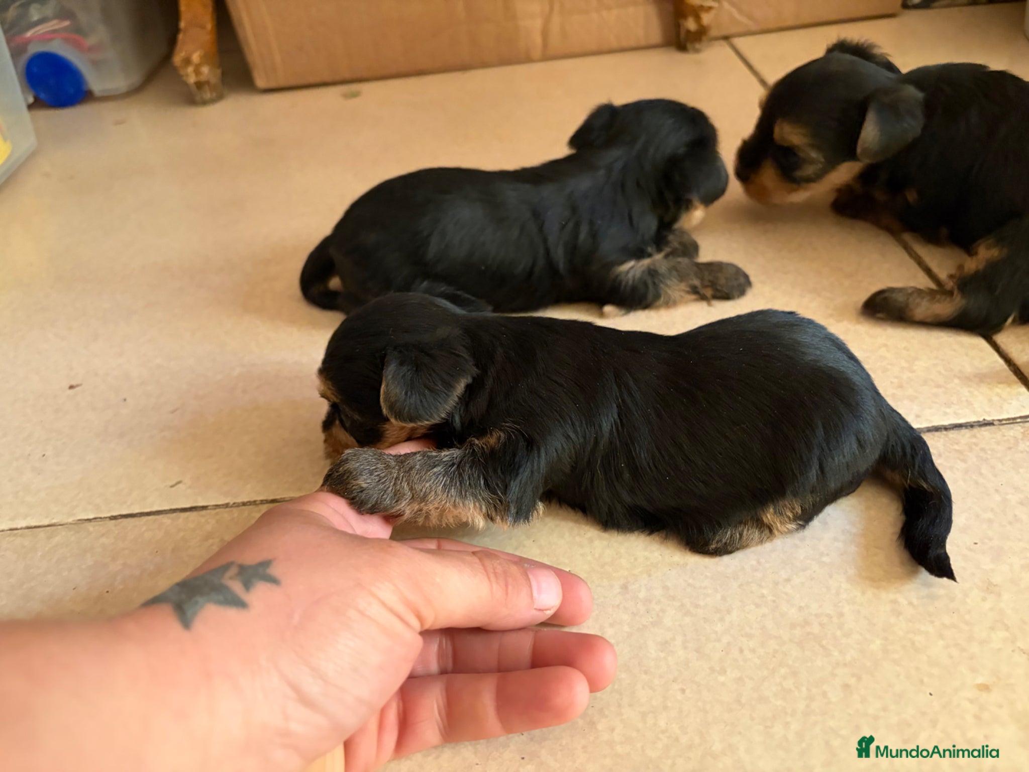 Yorkshire Terrier perros en venta: Yorshire terrier  - Anuncio 2