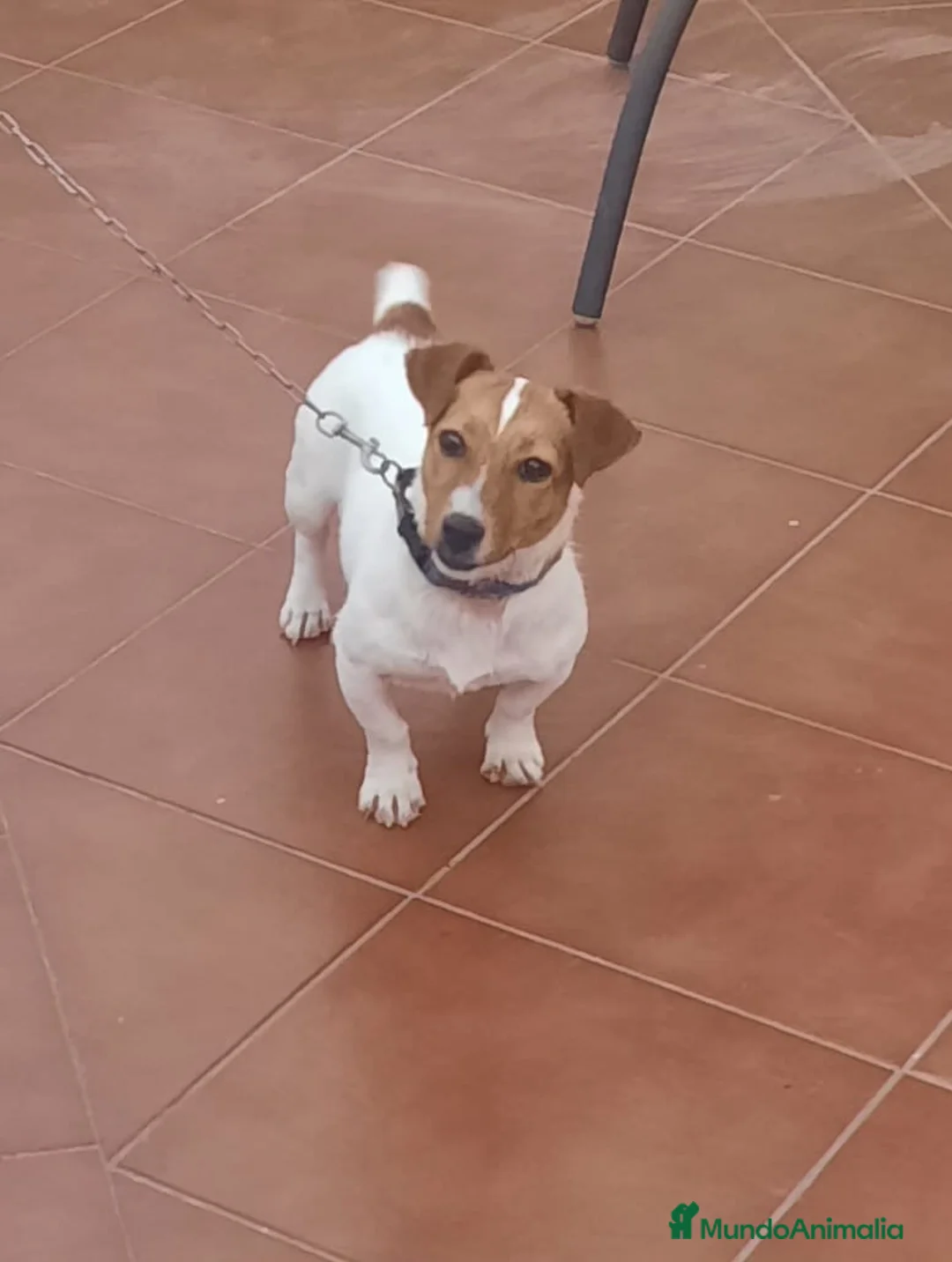 Jack Russell Terrier perros en venta: Jack Russell  - Anuncio 6