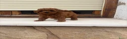 Caniche Toy perros en venta: Caniche toy - Anuncio 4