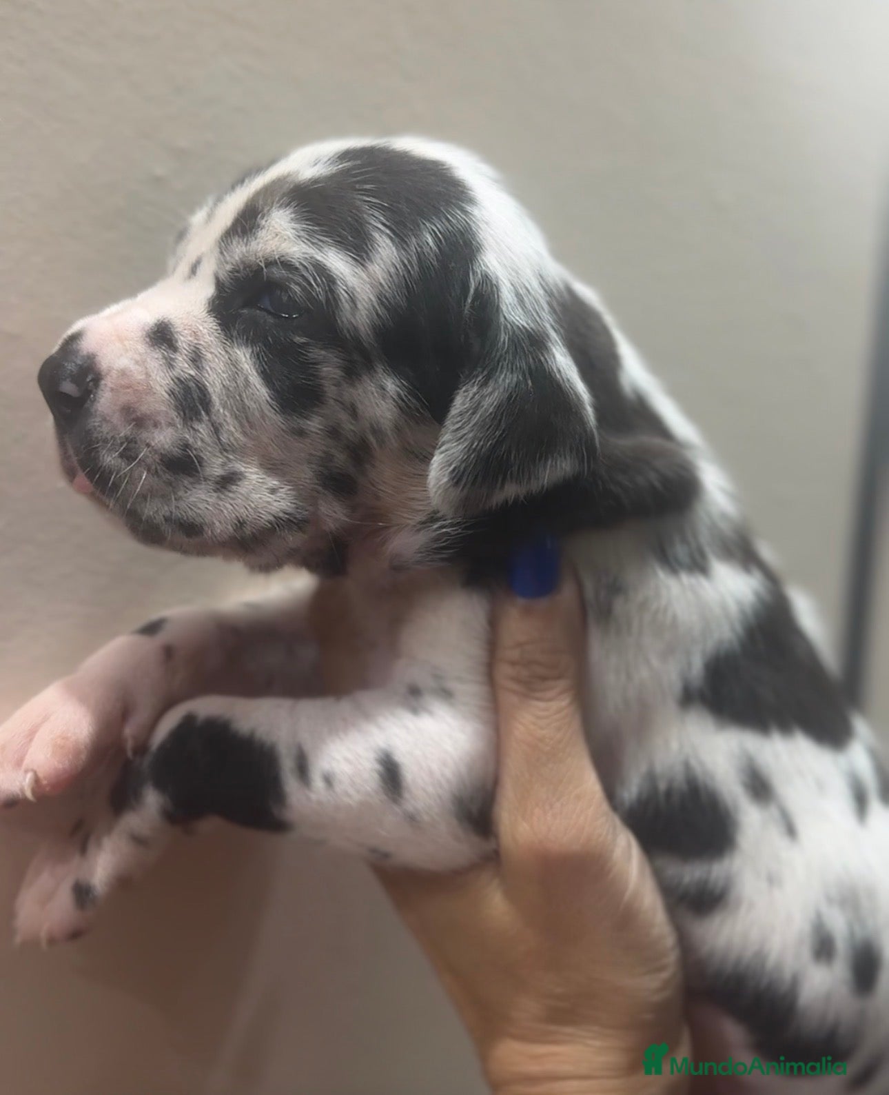 Dogo Alemán perros camada dogo aleman - Anuncio 2