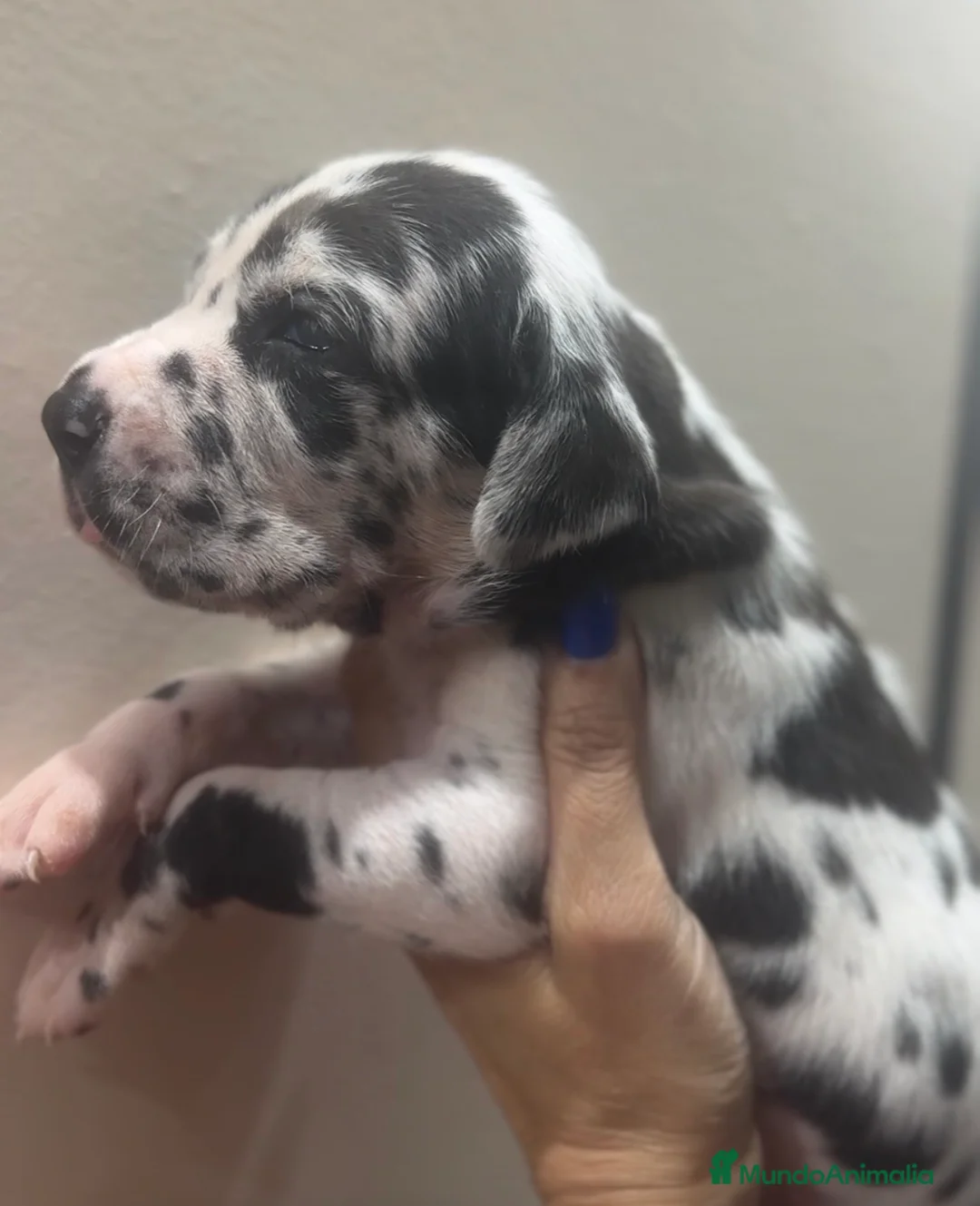 Dogo Alemán perros en venta: camada dogo aleman - Anuncio 2