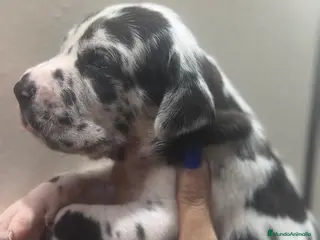 Dogo Alemán perros camada dogo aleman - Anuncio 2
