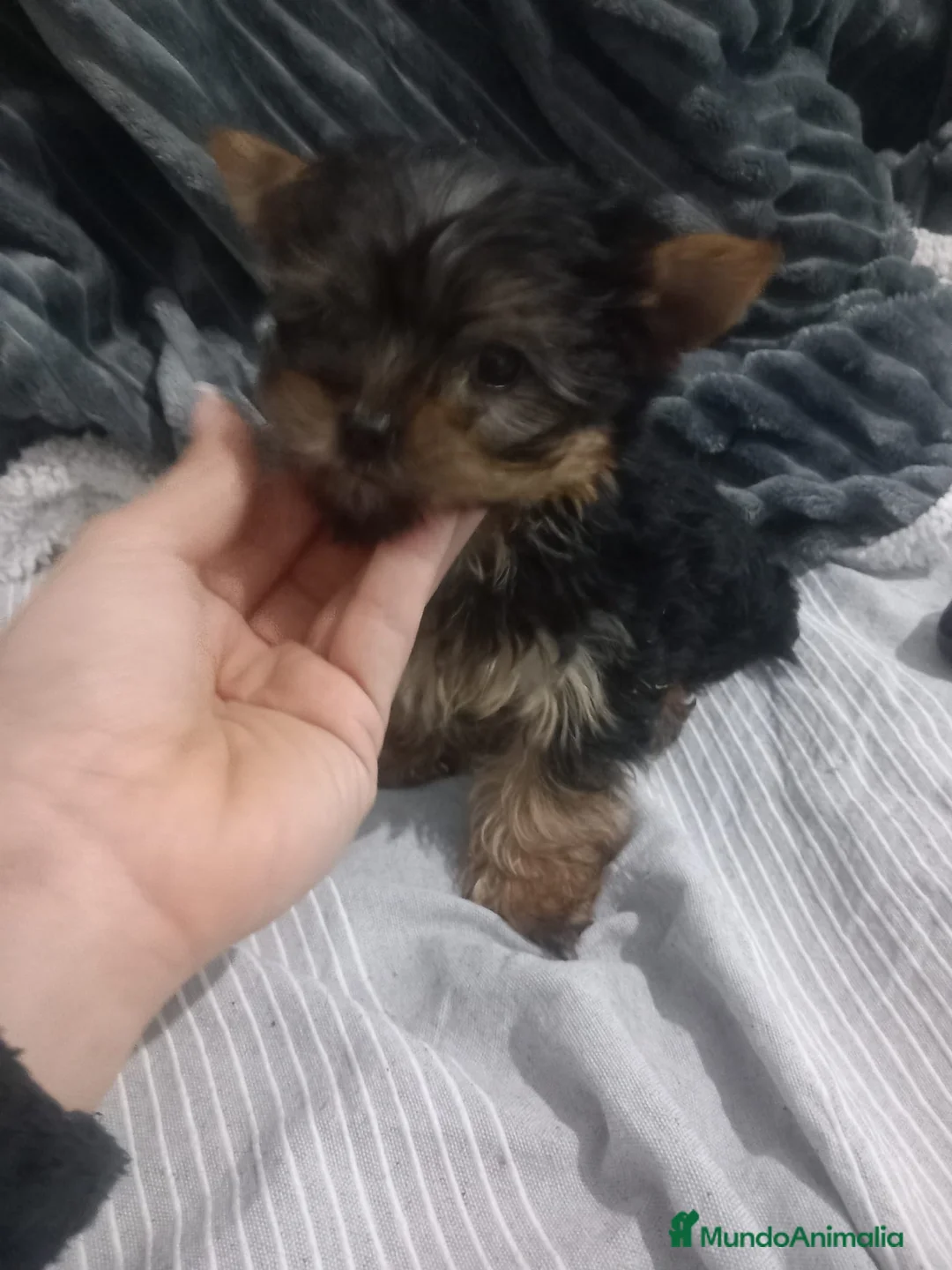 Yorkshire Terrier perros en venta: Machito de yorkshire  - Anuncio 3