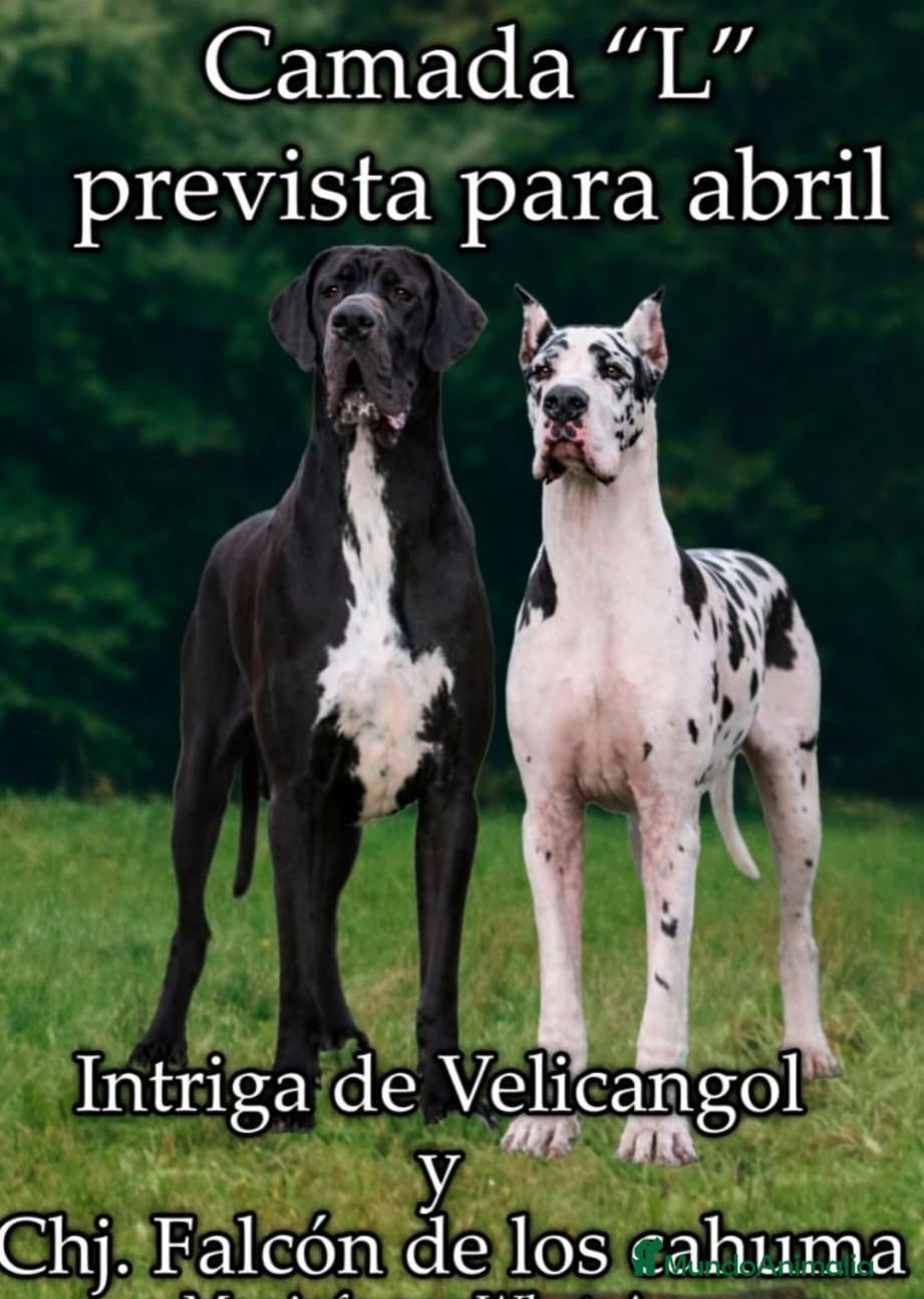 Dogo Alemán perros Camada de dogo alemán  - Anuncio 1