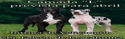 Dogo Alemán perros en venta: Camada de dogo alemán  - Anuncio 1