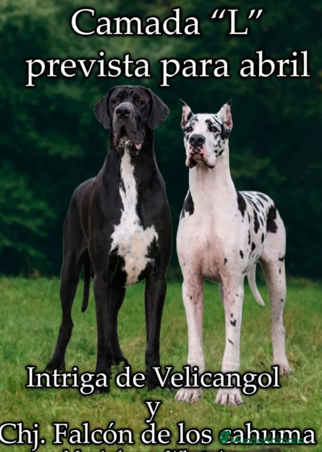 Dogo Alemán perros en venta: Camada de dogo alemán  - Anuncio 1