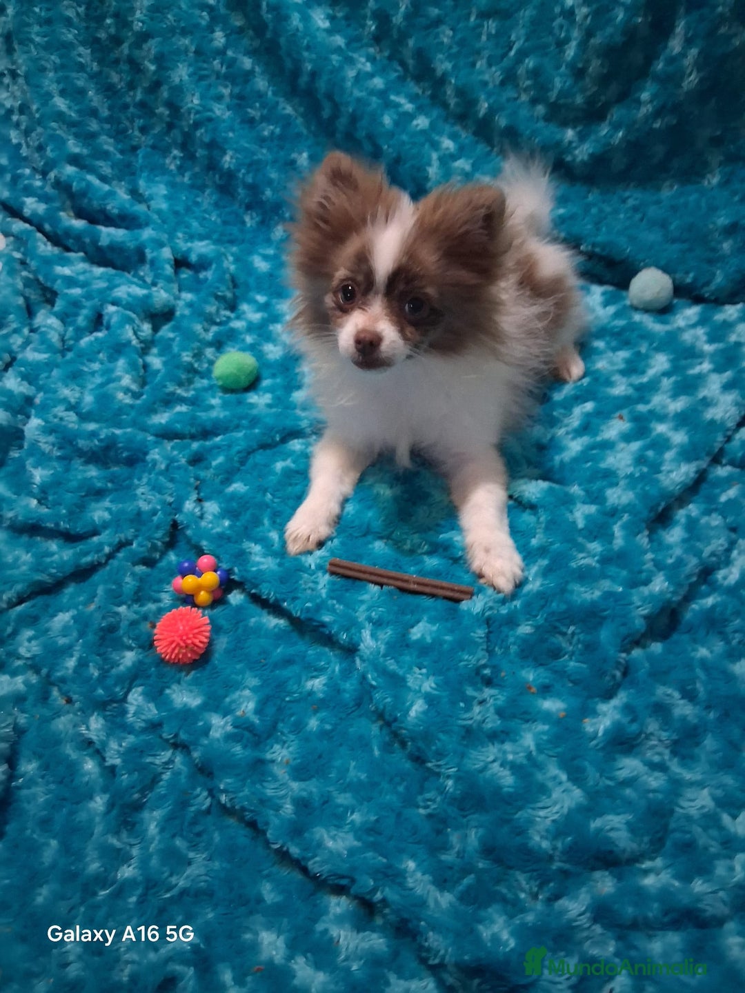 Pomchi perros en venta: Pomchi macho chocolate y blanco ya en muda de pelo - Anuncio 1