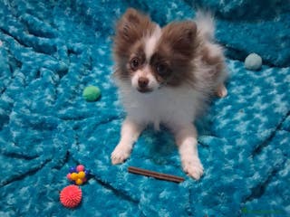 Pomchi perros Pomchi macho chocolate y blanco ya en muda de pelo - Anuncio 31