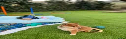 Shiba Inu perros en venta: Shiba inu en Barcelona - Anuncio 8