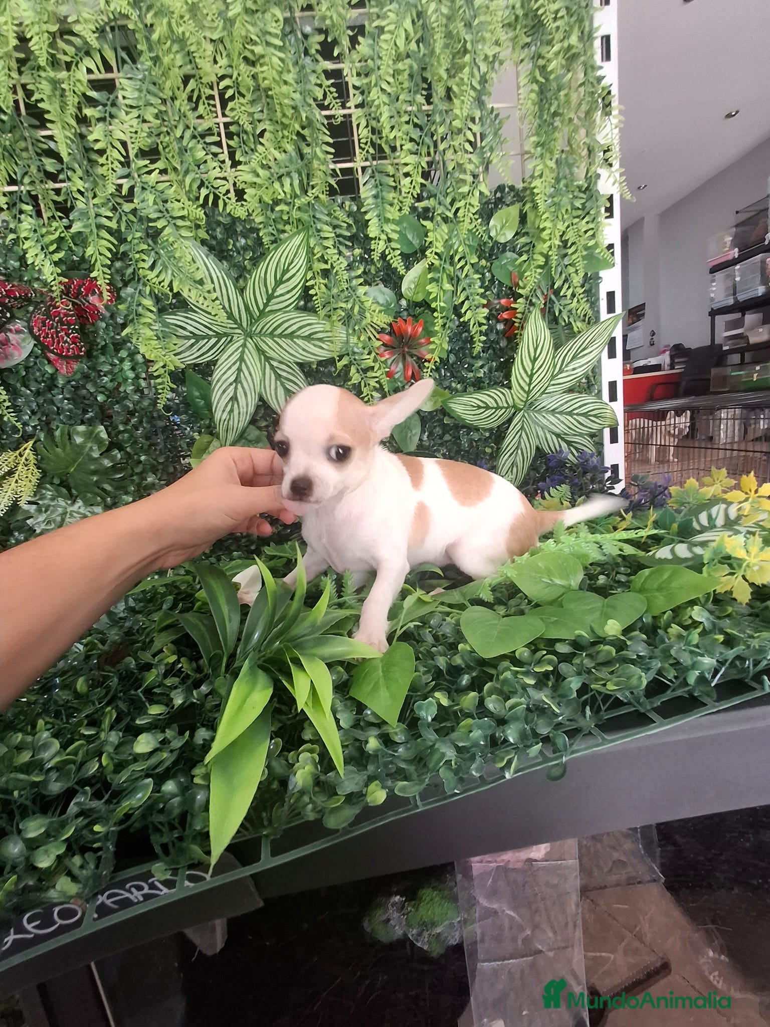 Chihuahua perros Chihuahuas toy - Anuncio 37