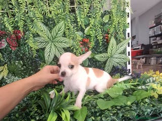 Chihuahua perros Chihuahuas toy - Anuncio 23