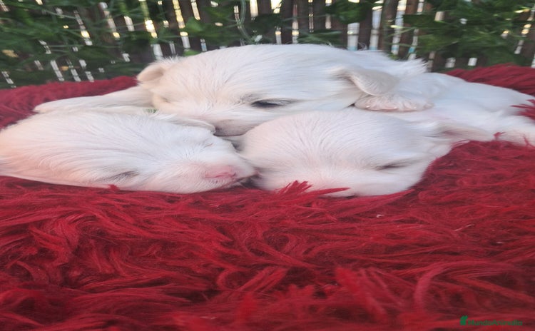 Bichón Maltés perros - Propaganda 9