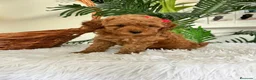 Caniche Toy perros en venta: CANCIHE ROJO - Anuncio 4