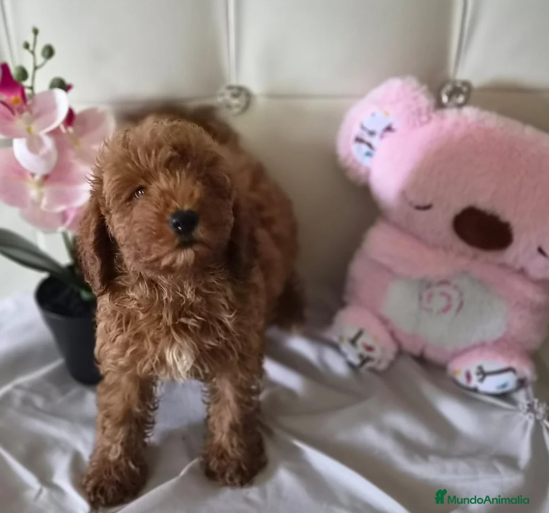 Caniche Toy perros en venta: Caniche toy - Anuncio 2