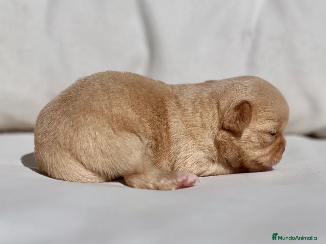 Chihuahua perros en venta: CHIHUAHUA LILAC GOLD LÍNEA RUSA CABEZA DE MANZANA - Anuncio 4