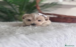 Maltipoo perros en venta: MALTIPOO MACHO - Imagen 14