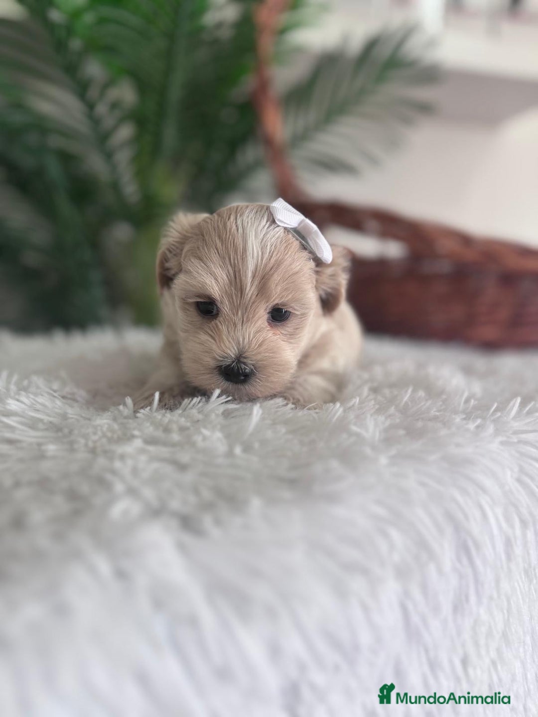 Maltipoo perros en venta: MALTIPOO MACHO - Imagen 14