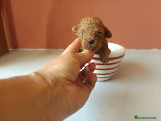 Caniche Toy perros Caniche toy rojo - Anuncio 39